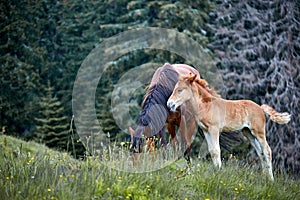 Horse with posterity in the pasture in the summer.