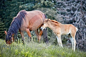 Horse with posterity in the pasture in the summer.