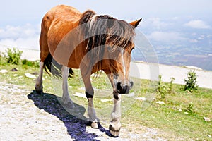 Horse pottok at the top of La Rhune mountain