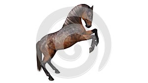 Horse prancing, hoofed animal on white photo