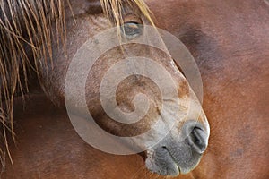 Horse profile