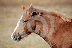 Horse profile head portrait