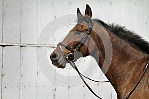 horse profile headshot with head gear on