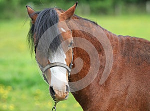 Un cavallo profilo 