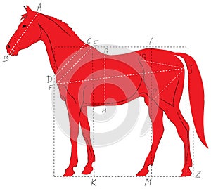 Horse proportions photo