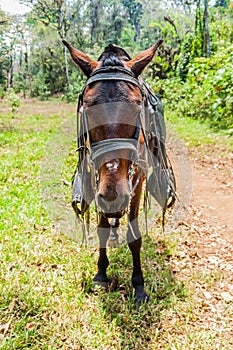 Horse in Protected Area Miraflor, Nicarag