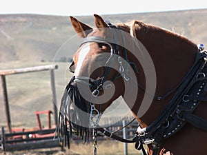 Horse protected from dust with fringe on halter