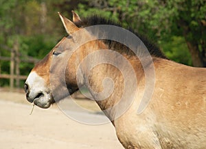 Horse Przewalski detail Heads,