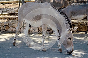 Horse Przewalski in Fasano Apulia safari zoo Italy
