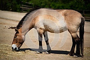 horse przewalskii in Prague ZOO