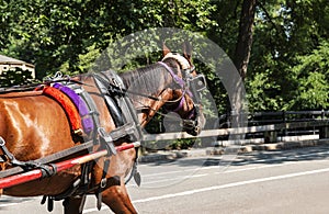 Horse pulling carriage in central park