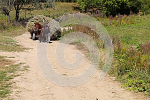 Horse pulling a carriage of hay