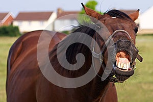 Horse Pulling Funny Face