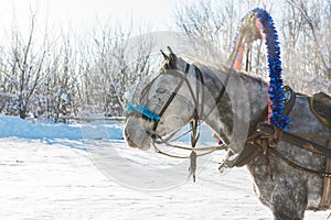 Horse pulling sleigh in winter