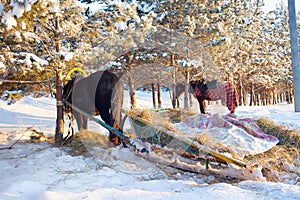 Horse pulling sleigh in winter . Old winter transport