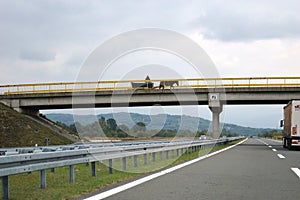 Horse pulling wagons