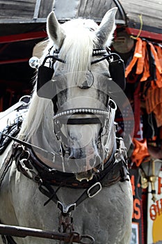 A Horse Pulls A Carriage With Blinders