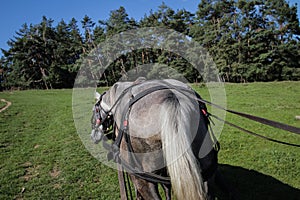 Horse pulls a cart on green field