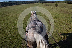 Horse pulls a cart on green field