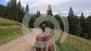 Horse pulls a chaise on a dirt path on a sunny day