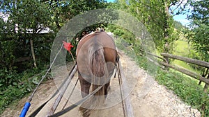 Horse pulls a chaise on a dirt path on a sunny day