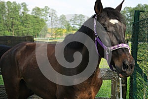 Horse in a purple halter