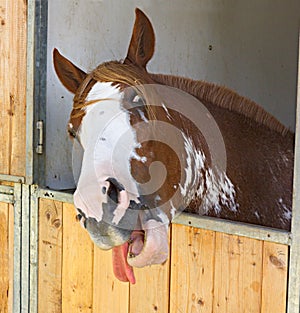 Horse put his tongue out