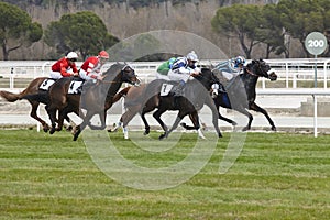 Horse race final rush. Competition sport. Hippodrome. Winner. Sp