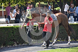 Abstract Motion Blur Horse Race