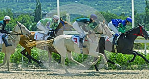 Horse race for the Oaks prize among akhal-teke horses