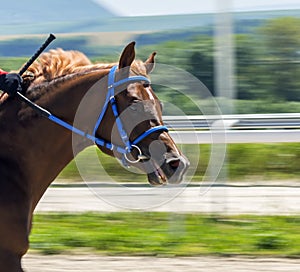 Horse race in Pyatigorsk.