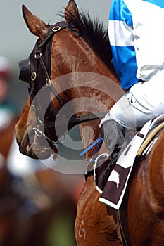 Horse racing 01