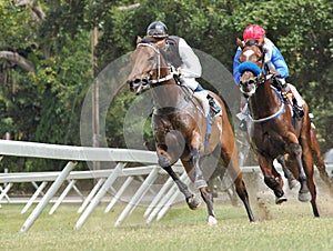 Un caballo carreras 