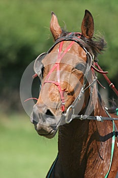 Horse Racing photo