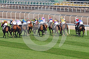 Horse racing photo