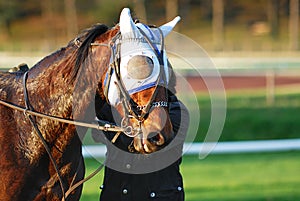 Horse Racing photo