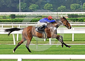 Horse Racing photo