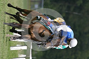 Un cavallo da corsa 