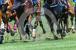 Horse Racing Close-Up Hoofs Legs Grass photo