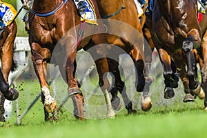 Horse Racing Animals Hoofs Legs Action