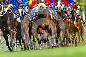 Horse Racing Animals Hoofs Legs Action photo