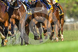 Horse Racing Animals Hoofs Legs Action photo