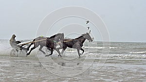 Horse racing, French Trotter, harness racing during Training on the Beach, Cabourg in Normandy, France