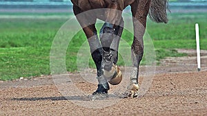 Horse racing, French Trotter racehorses during Racecourse, Caen, Normandy, France