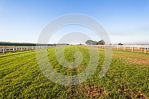 Horse Racing Grass Track
