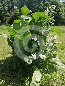 horse radish plant with green leaves and white blossoms on a meadow