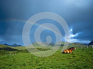Horse and Rainbow, Lofoten Norway
