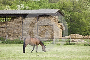 Horse on ranch