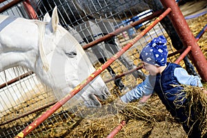 Horse ranch. Boy feeding horse