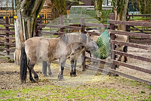 Horse ranch, breeding, agriculture, farming